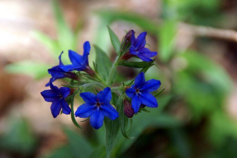 Unser Orchideenpark Bild Nr.023